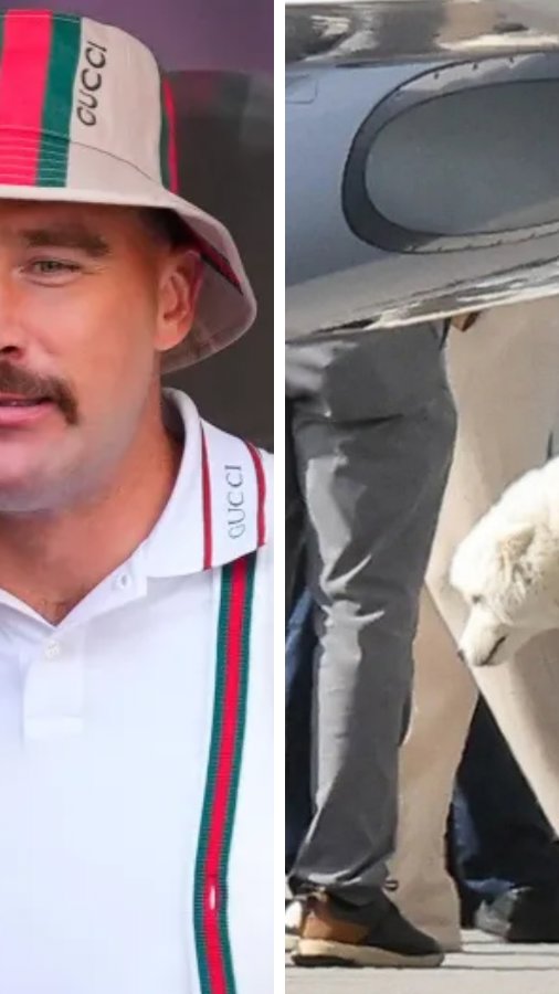 Conheça raça do novo cão de Taylor Swift e Travis Kelce