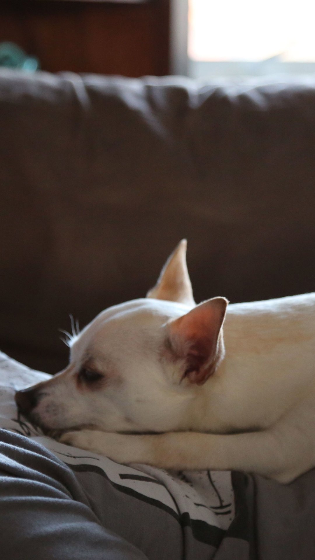 Estudo mediu cortisol em pets e seus donos e confirmou: seu cachorro também se estressa quando você está estressado