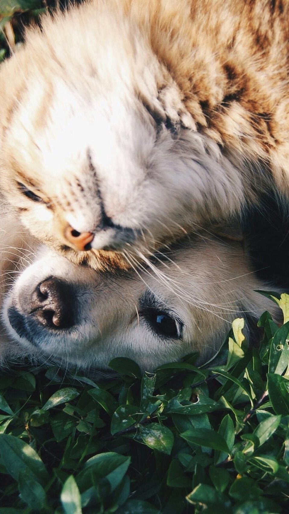 Saiba quais são os nomes mais escolhidos para cães e gatos no Brasil
