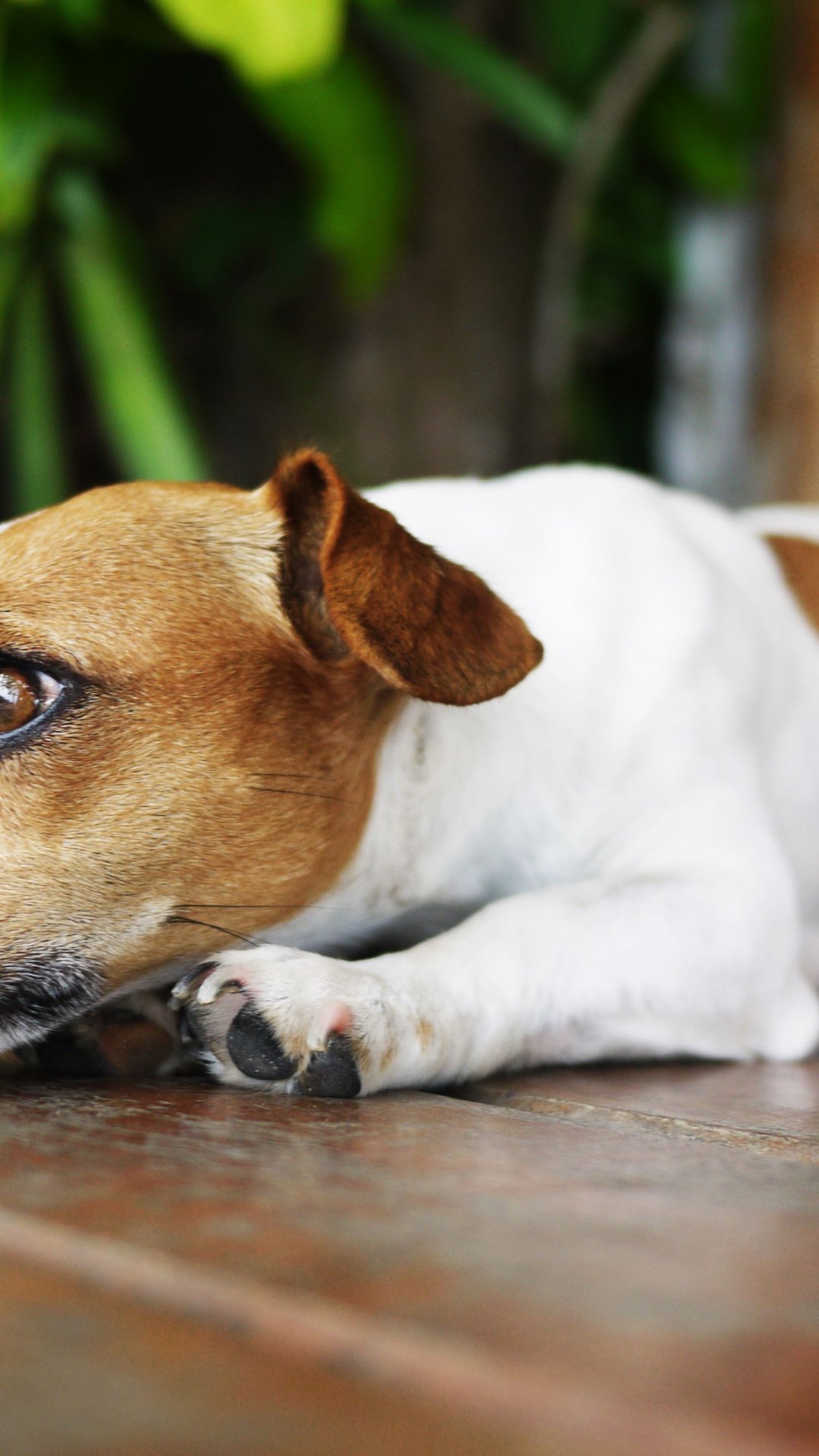 Ansiedade de separação em pets: saiba como ajudar