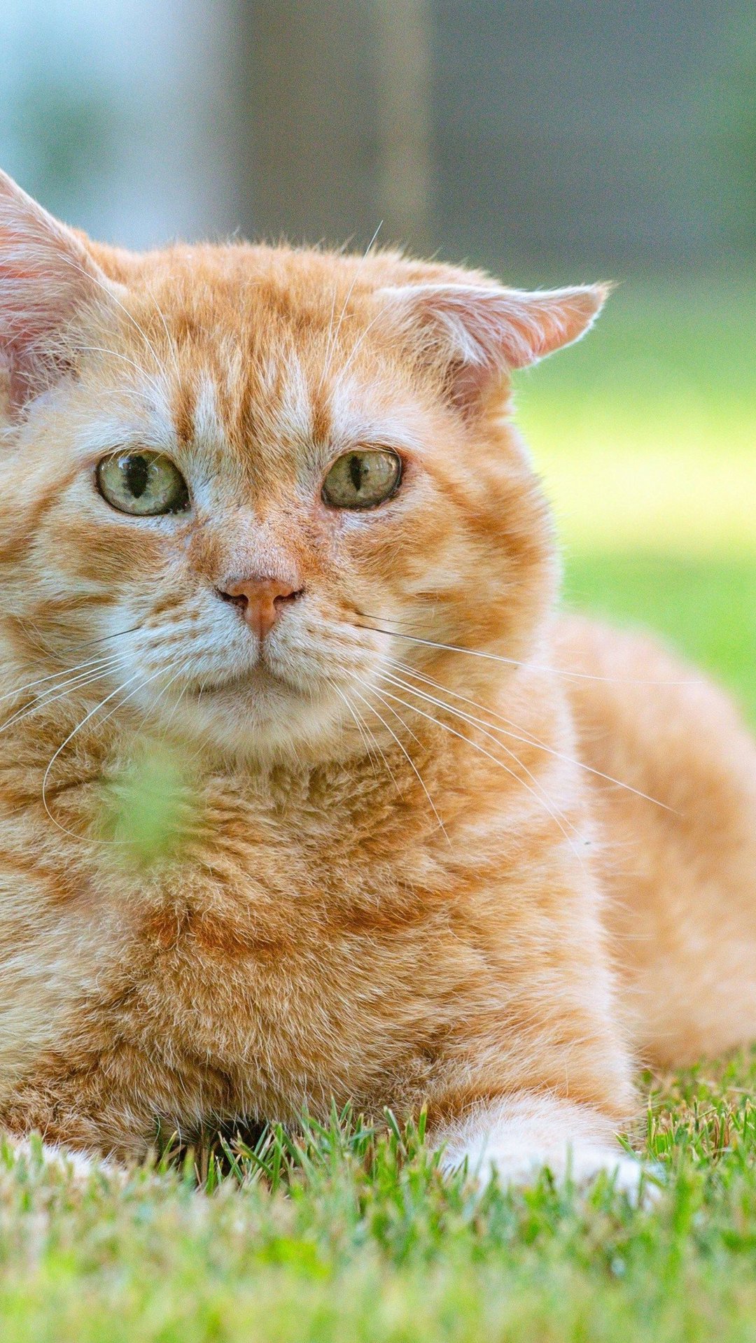 Concurso elege o gato vira-lata mais bonito do Brasil; veja como participar