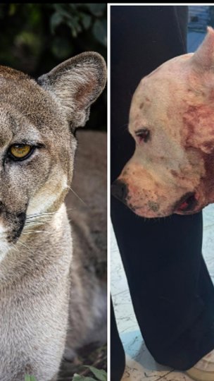 Onça-parda invade casa e ataca pitbull na Zona Norte de SP; família vive momentos de terror