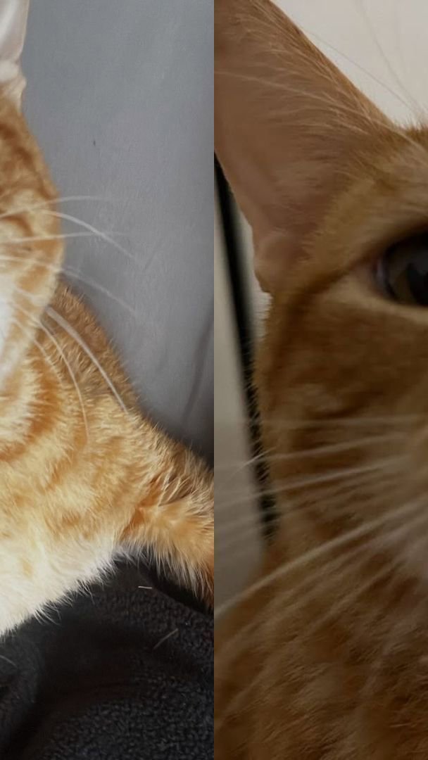 Gato devolvido a abrigo por ser "dependente demais" aparece "feliz" após ser adotado por novo tutor no RS