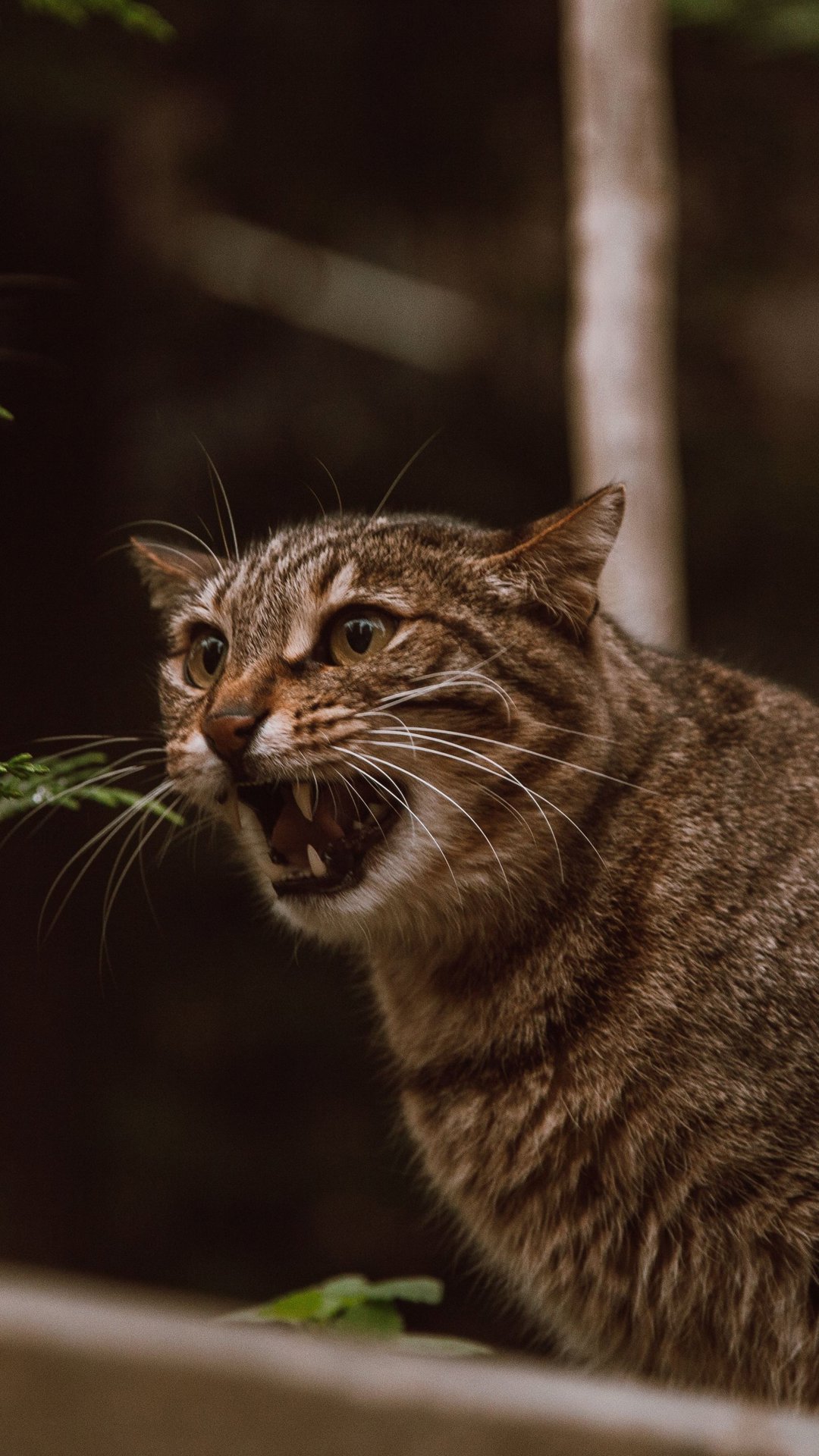 Síndrome do tigre: o distúrbio que transforma gatos entediados em "feras agressivas"