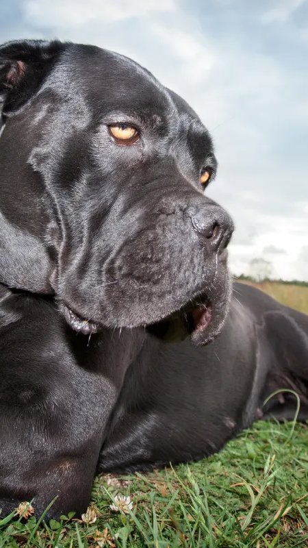 Estudo analisa longevidade de cães de porte gigante