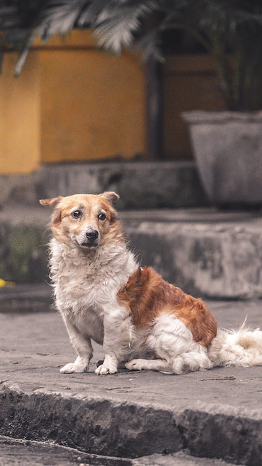 Projeto quer transformar em crime o uso de animais no tráfico de drogas e endurecer punições