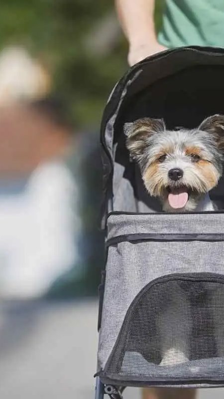 Quatro em cada 10 americanos preferem ter pet a um filho, aponta pesquisa