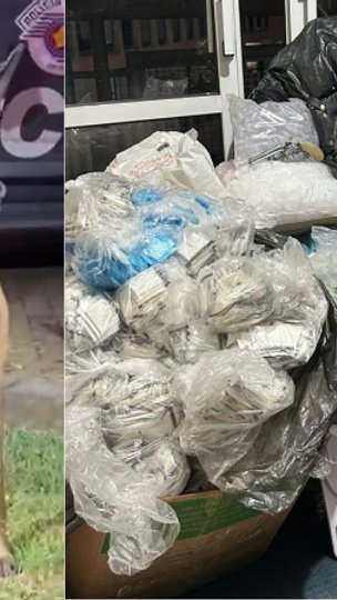 Focinho potente: cão farejador ajuda PM de SP a encontrar mais de 38 mil porções de drogas em apartamento na Grande SP