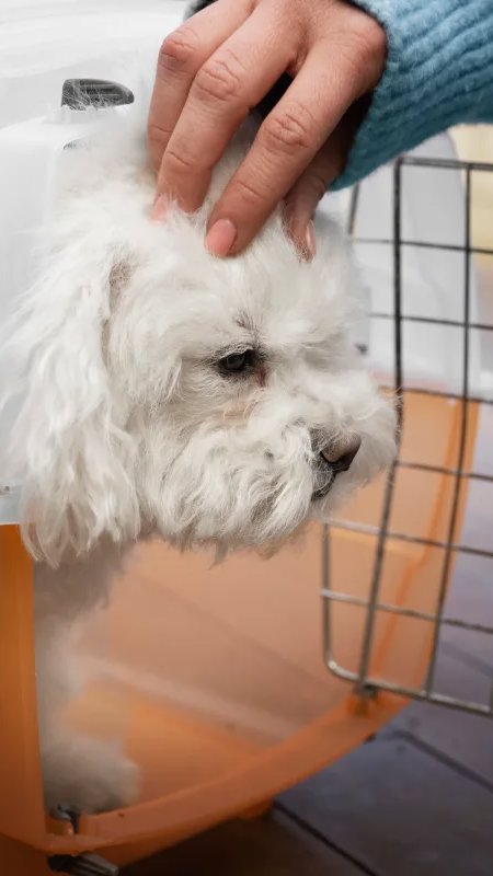 Pesquisa mostra que 24% dos brasileiros já viajaram de avião com pets