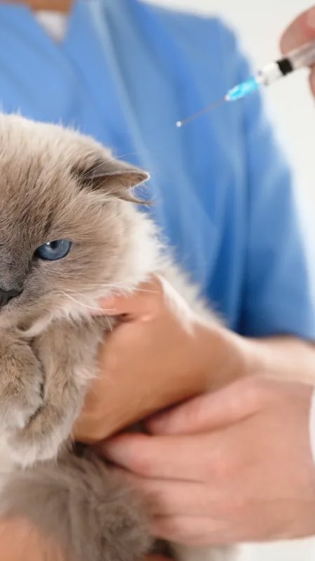 Vacinação de gatos tem baixa adesão, aponta pesquisa global