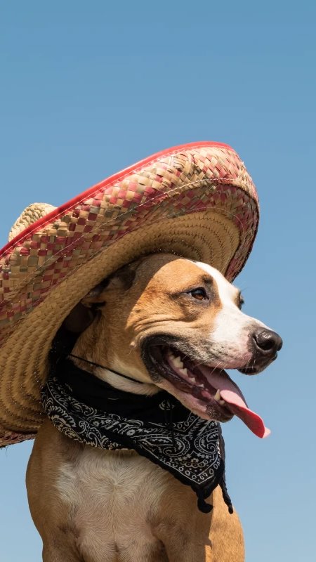 Alimentos premium impulsionam a nova fase do pet food no México