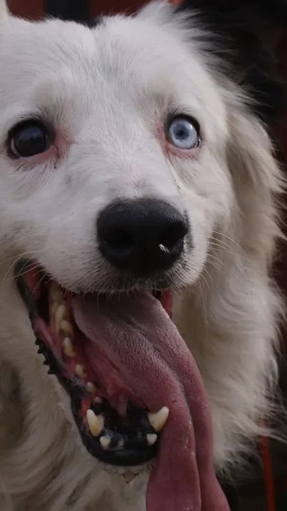 Das ruas aos escombros: cão resgatado vira herói ao salvar vítimas de terremoto na Venezuela