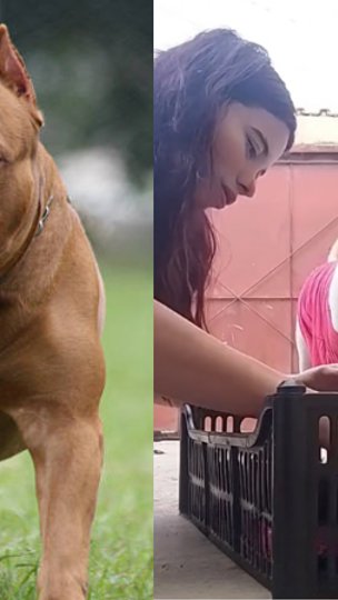 Pitbull desafia estereótipos ao adotar filhotes de gato jogados em seu quintal