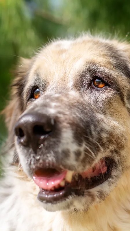 Dia Mundial do Cachorro: longevidade aumenta demanda por prevenção e cuidado contínuo