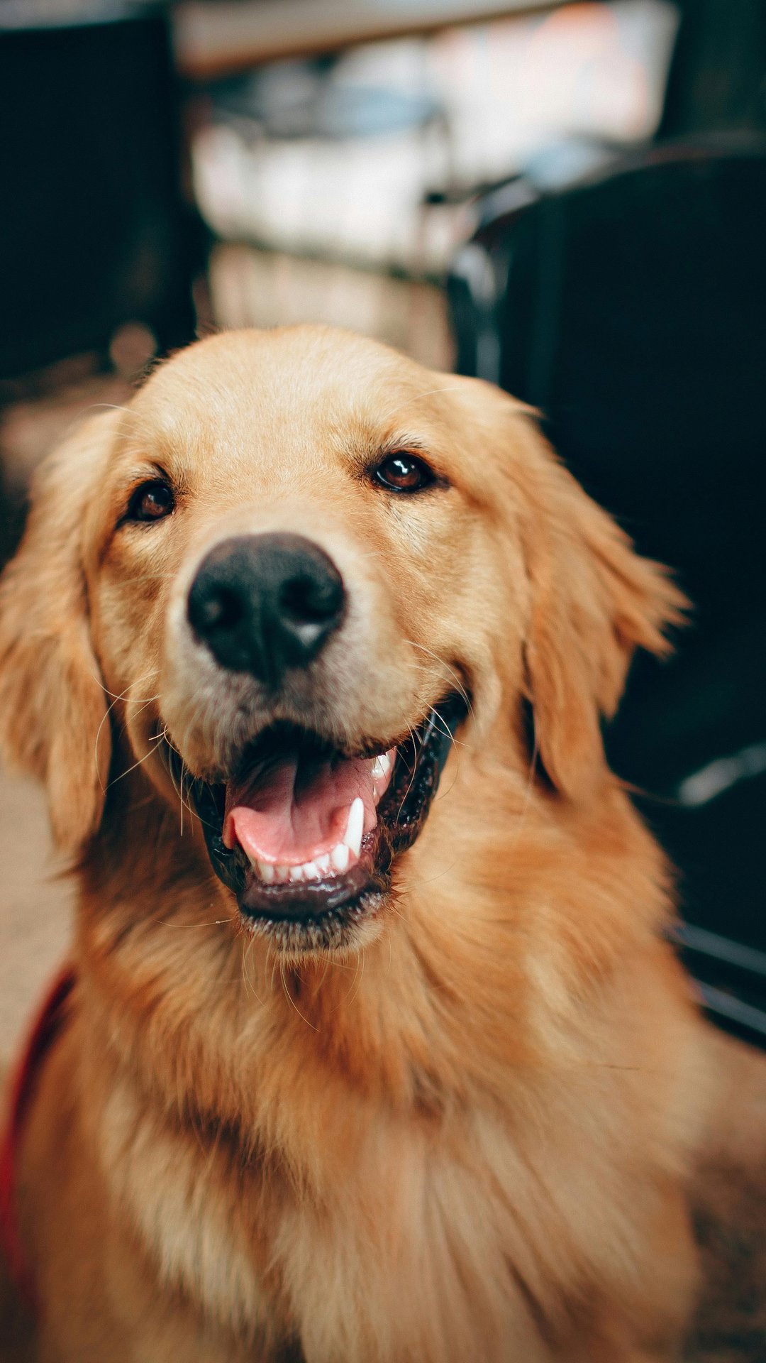 Lei obriga pet shops a filmarem banhos e tosas em Porto Alegre