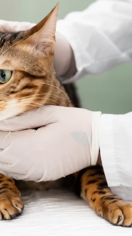 Clínicas com horários exclusivos aos gatos têm melhores índices de bem-estar felino