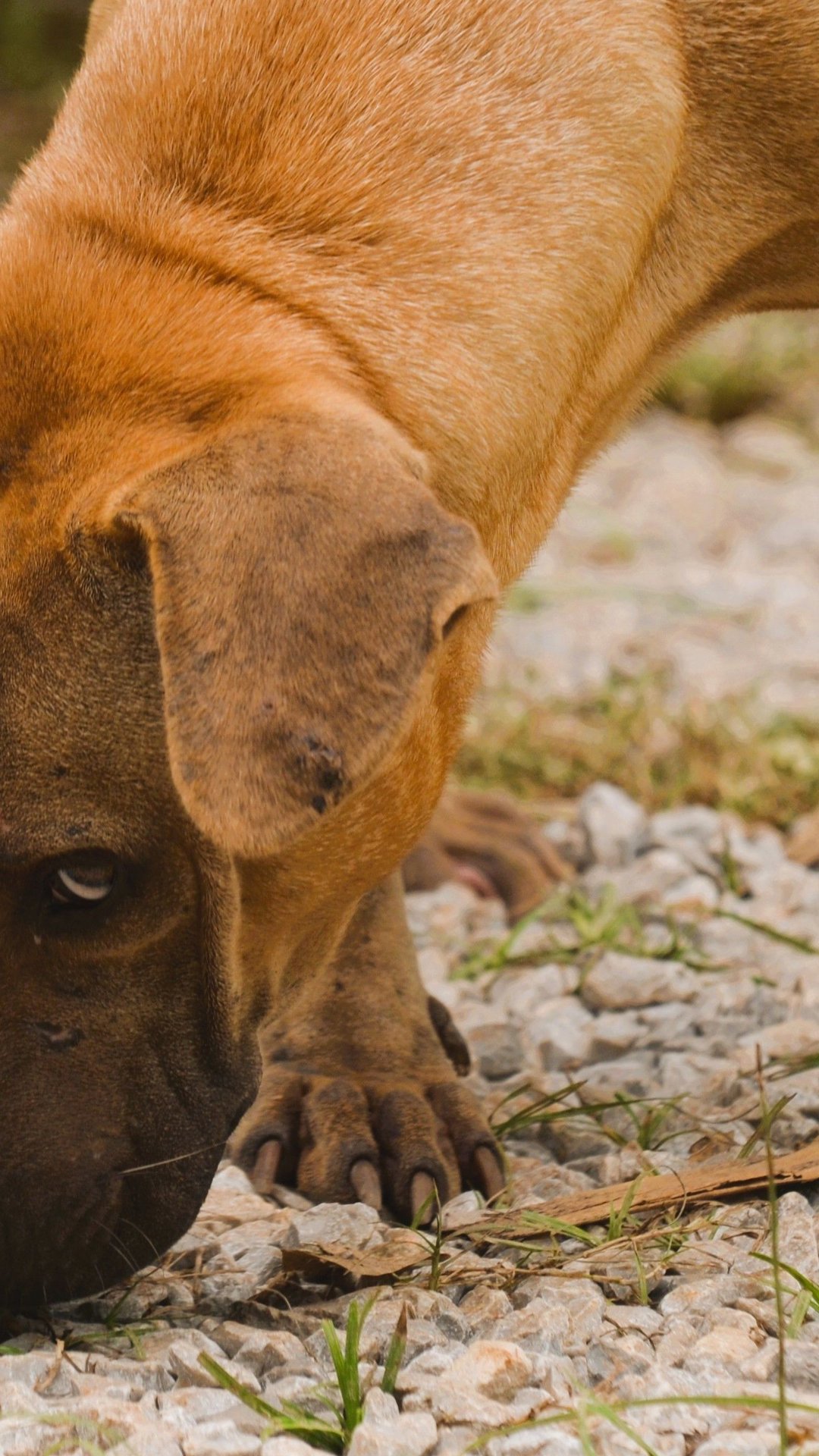 Como o olfato canino é tão aguçado? Confira os pontos mais importantes sobre o olfato nos cães e se surpreenda
