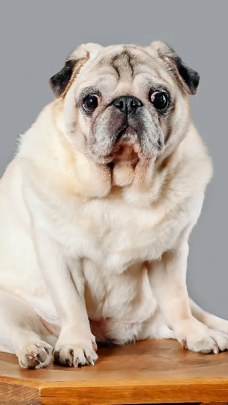 “Mounjaro para cães”? Obesidade animal abre nova frente de negócios, mas GLP-1 ainda enfrenta barreiras