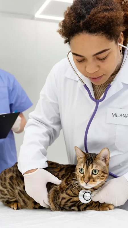 Projeto prevê contrato de até dois anos para veterinários iniciantes