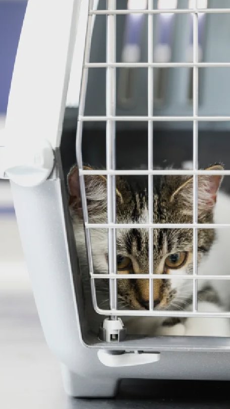 Companhias aéreas têm novas regras para transporte de animais de estimação