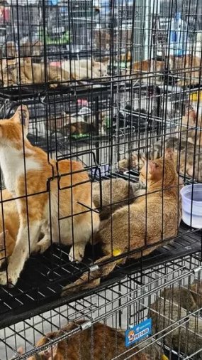 Roubo de gatos para abate no Vietnã termina com 12 presos; cerca de 2.700 animais seriam destinados ao abate