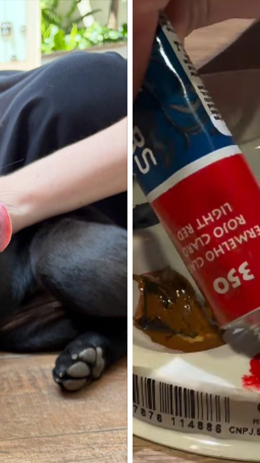 ONG promove feira de adoção com oficina de pintura ao lado dos pets em SP