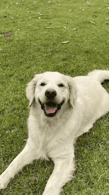 Golden Retriever morre após ingerir planta tóxica em resort de luxo; família cobra providências