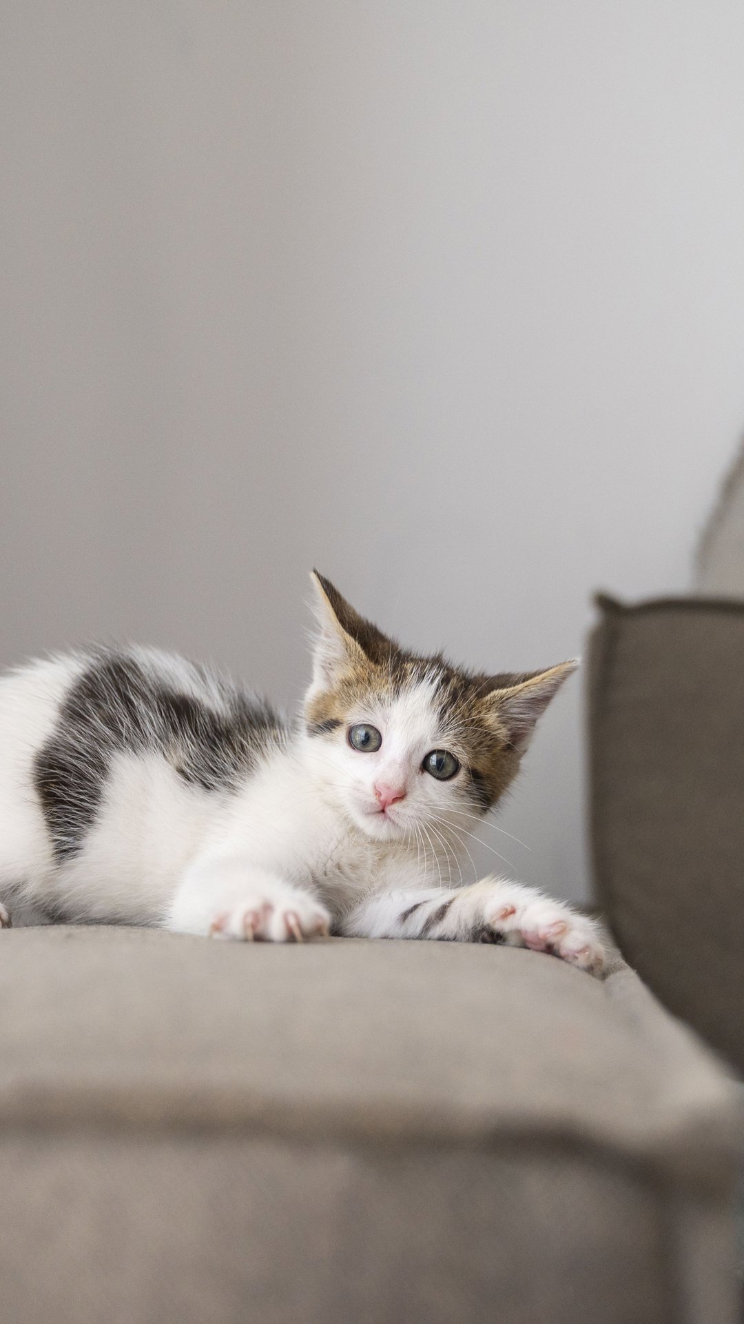 Como adaptar a casa com segurança para receber um pet