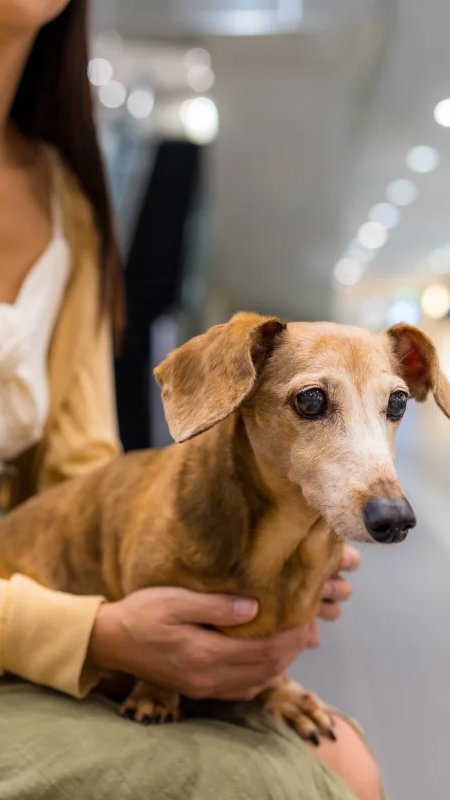 Pesquisa nacional sobre turismo pet friendly termina nesta sexta