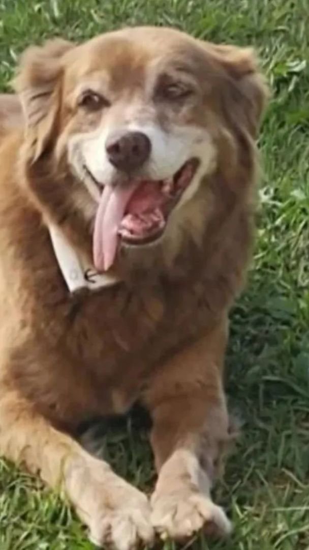 Bob Coveiro: cão que inspirou lei de sepultamento de pets em SP