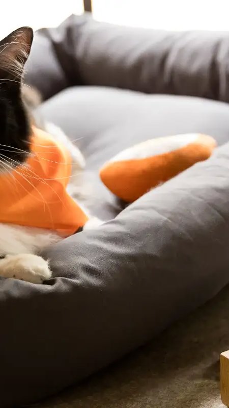 PremieRpet foca em materiais científicos para felinos na Medvep Vetfair de 2026