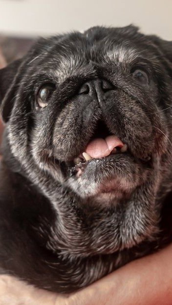 Envelhecimento dos pets: 50% dos tutores evitam falar sobre o assunto