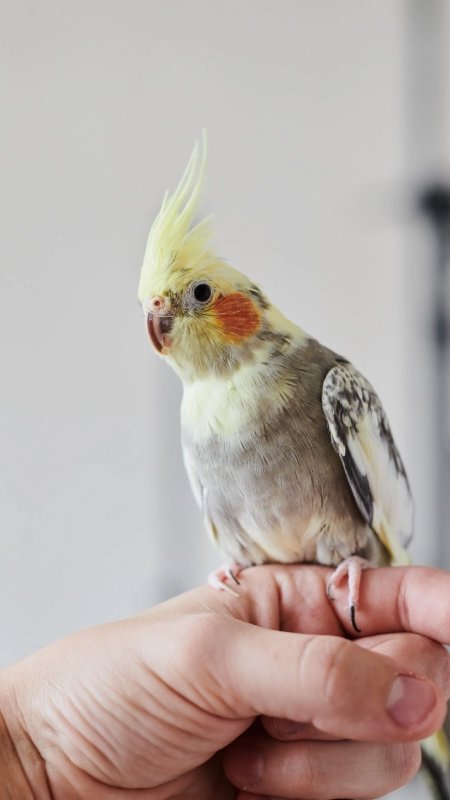 CFMV estabelece novas regras para aparo de penas de voo em aves