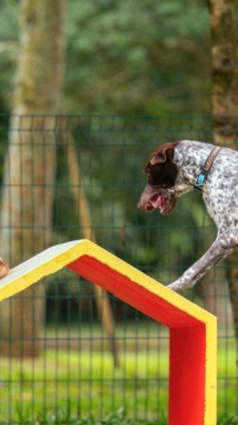 Festival Pet: o que esperar do evento dedicado aos bichos de quatro patas