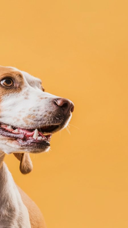 Índia tem mercado pet care em alta e convida para PetBridge
