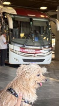 Pets passam a pagar passagem para viajar de ônibus em Minas Gerais