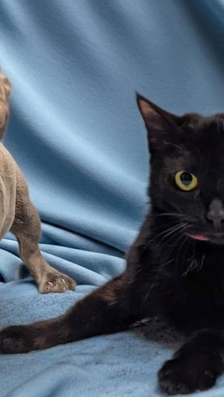 Blueberry e Meadow: Uma História de Amizade e Superação