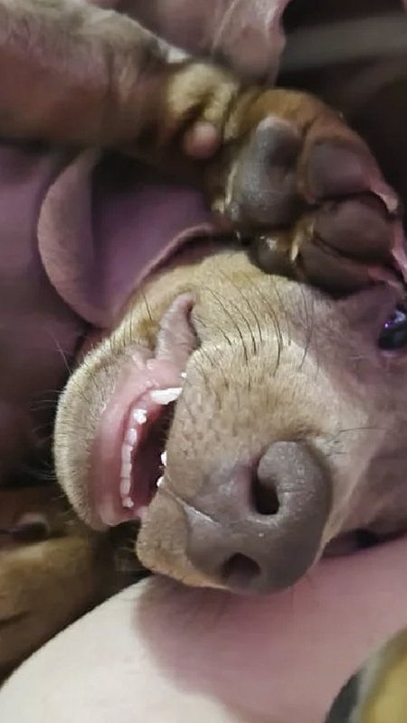 Cannabis medicinal na veterinária avança com protocolo clínico, ciência e regulamentação