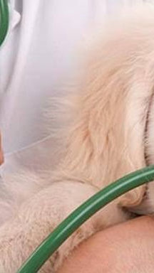 Gigante da nutrição pet aposta na formação veterinária e marca presença no maior congresso da América Latina