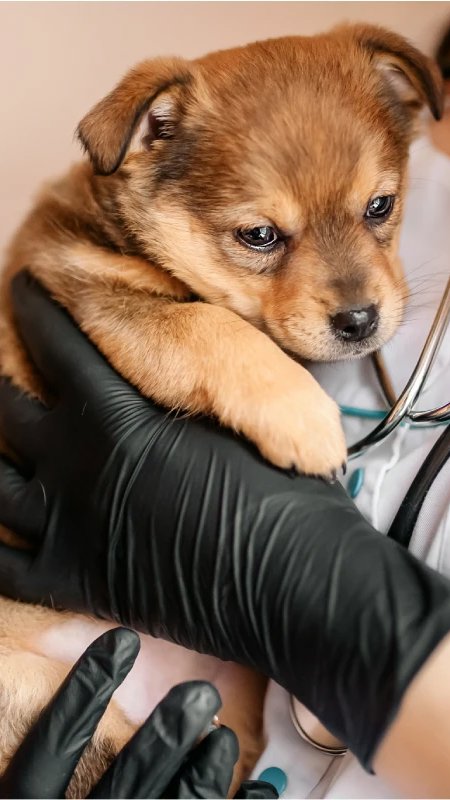 Brasil tem 228 mil médicos veterinários, mas distribuição varia entre estados